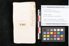 Foto (Objekt + Etikett) von Quercus palaeoilex Ettingshausen (NHMW-GEO-2024-0188-8105)